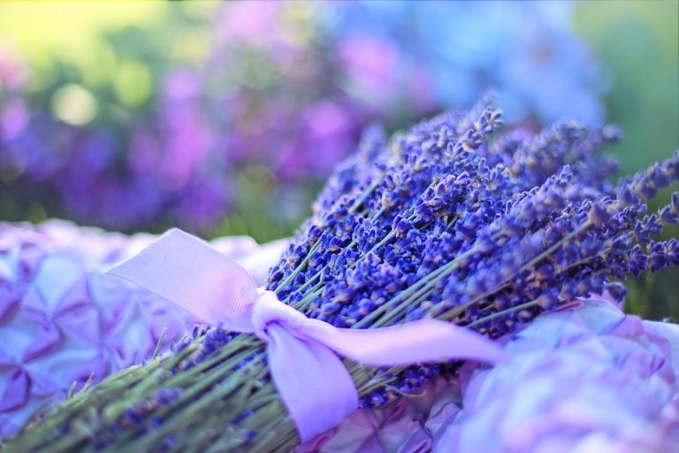 Lavender: Benefits and General Uses