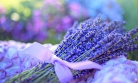 Best Benefits and Uses of Lavender Plants
