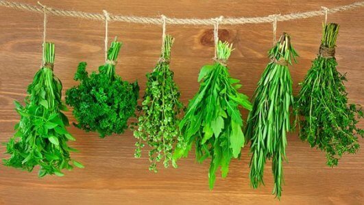 10 Herbs for Optimal Health and Healing