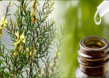 Use Melaleuca Essential Oil for Complete Mind