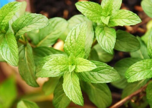 The Gut-Soothing, Brain-Boosting Power of Mint Leaves