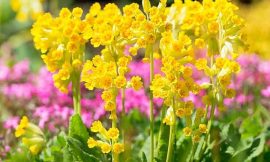 How to Choose Between Cowslip and Herb Peter