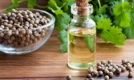 The Most Difference Between Coriander and Cilantro Essential Oils
