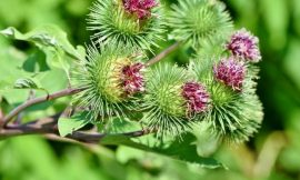 Burdock is a Healthy Food and an Effective Medicinal Plant