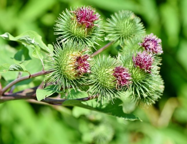 Burdock – Healthy Food and Effective Herbs Medicinal Plant