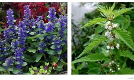 Herb’s Medicinal Purpose of Gypsywort and Bugleweed