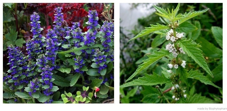 Herb's Medicinal Purpose of Gypsywort and Bugleweed