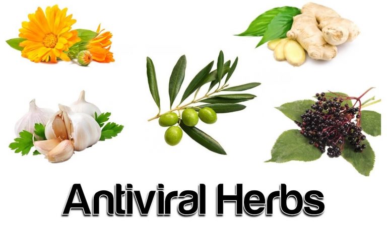 Natural Antiviral Herbs