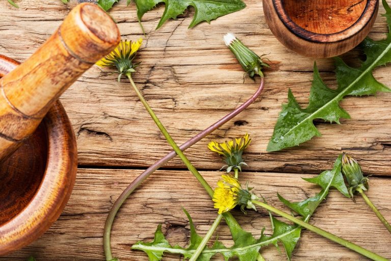 The Healing Power of Dandelion Herb