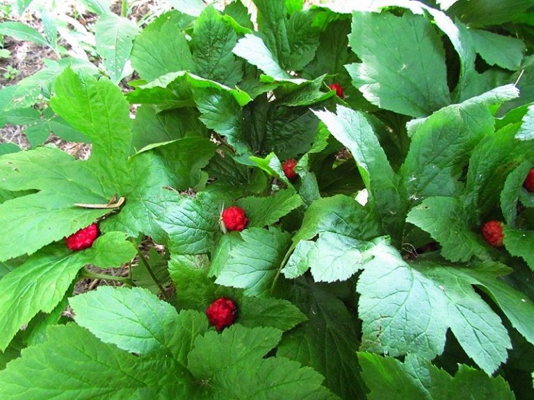 What is Goldenseal?