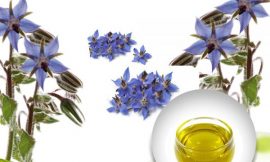 Best Borage Seed Oil – Discover Its Many Benefits and Uses
