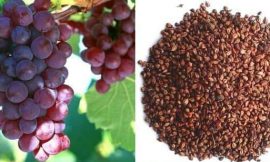 Grape Seeds, it’s a Treasure Trove of Benefits