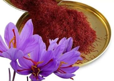 Best 11 Benefits of Saffron - Red Gold