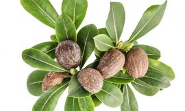 Exploring the Remarkable Benefits of the Shea Plant