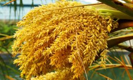 What are the Benefits of Using Palm Pollen?