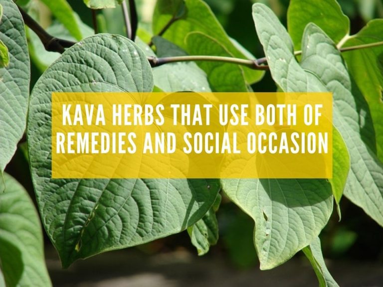 Kava Herbs That Use Both Of Remedies And Social Occasion