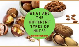 What Are The Different Types of Nuts?