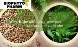 What is The Difference Between Cilantro and Coriander?