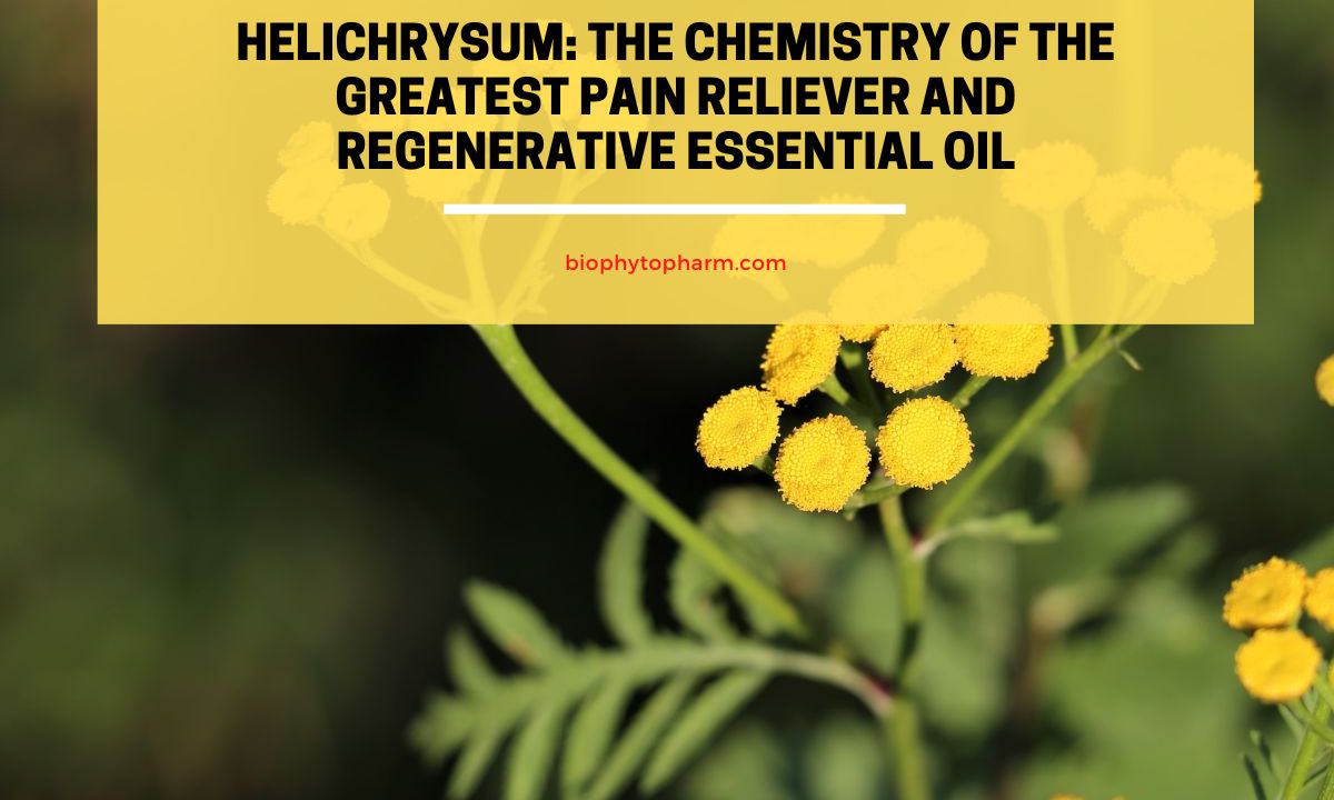 Helichrysum Essential Oil by Synergy Essentials