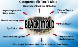 Toxic Black Mold Symptoms: A Comprehensive Guide to Identification and Prevention