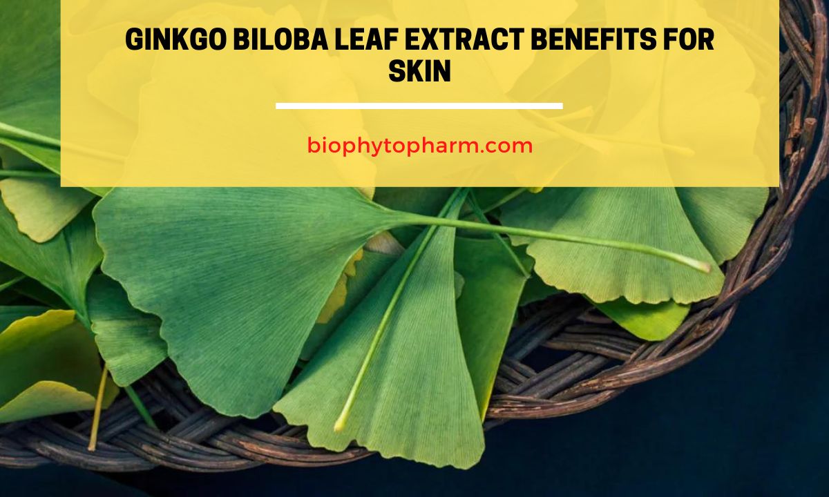 Ginkgo Biloba Leaf Extract Benefits for Skin