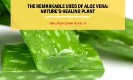 The Remarkable Uses of Aloe Vera: Nature’s Healing Plant
