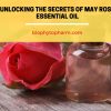 Unlocking the Secrets of May Rose Essential Oil