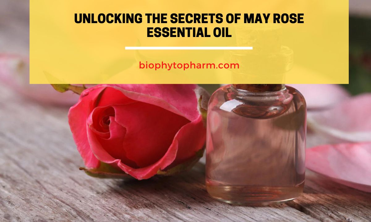 Unlocking the Secrets of May Rose Essential Oil